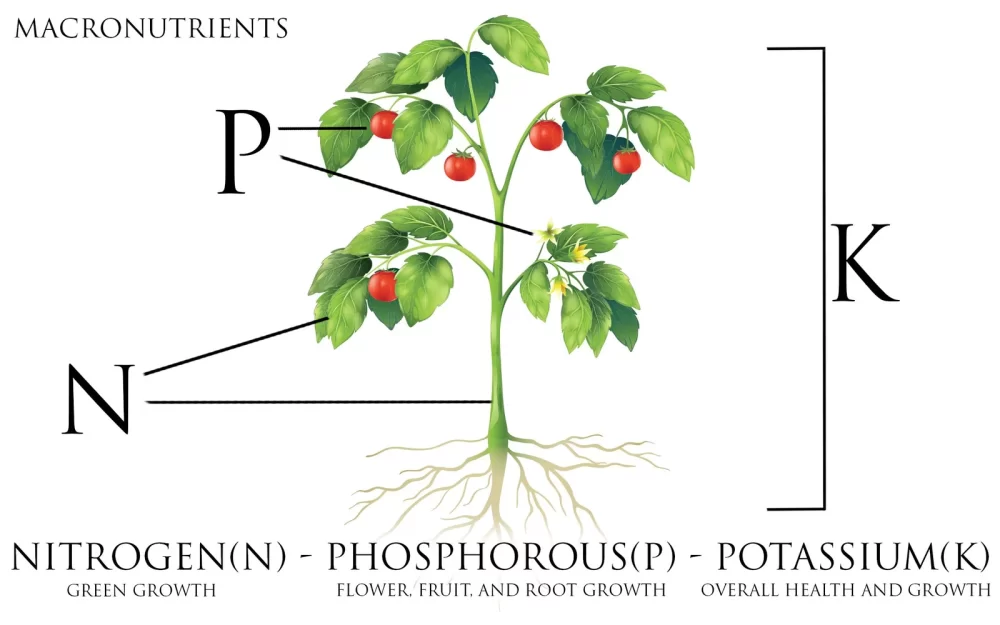 نقش npk در گیاه