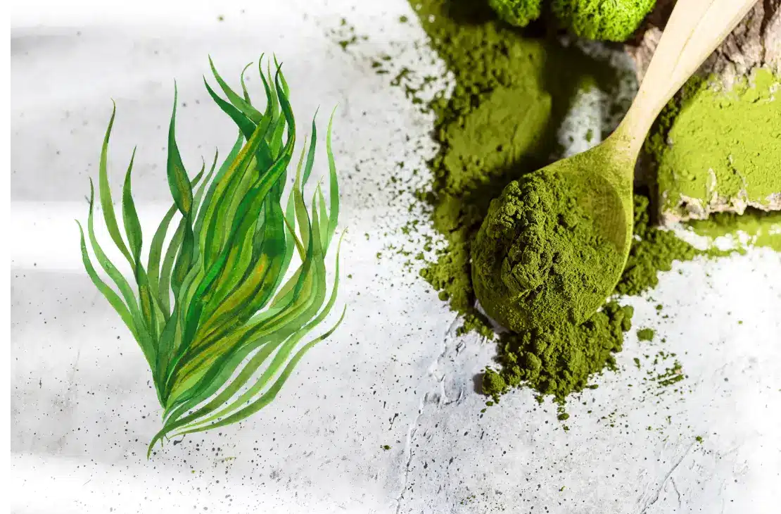 کود جلبک دریایی