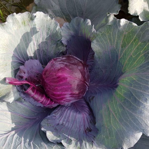 بذر کلم قرمز روبی بال