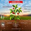تاثیر کود آمینو اسید برای گیاهان