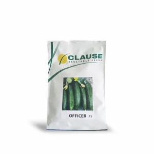 بذر خیار آفیسر